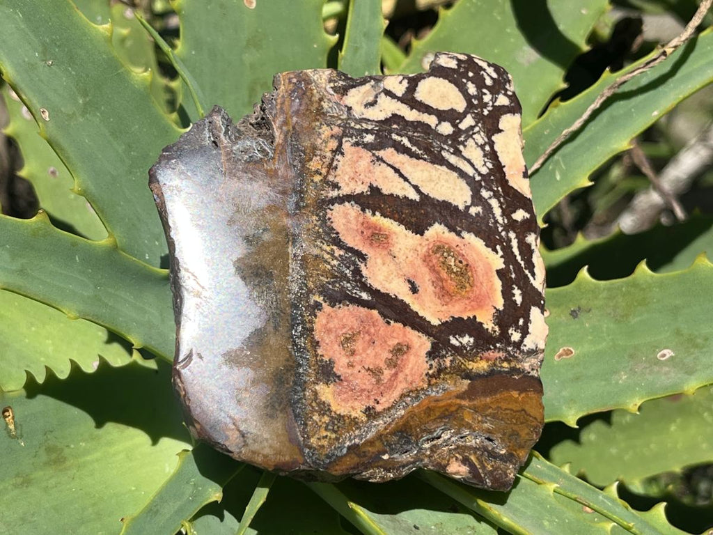 Polished on One Side Nguni Jasper Piece x 1 From Northern Cape, South Africa
