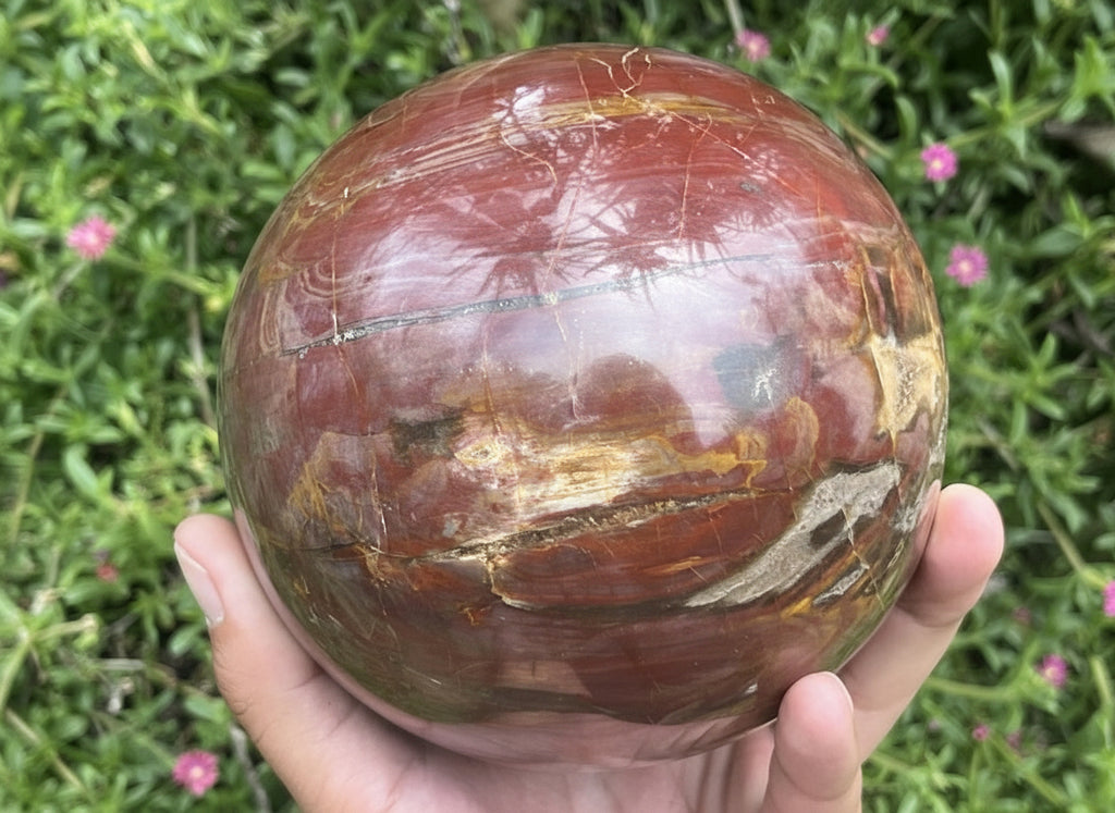 Polished XL Red Podocarpus podocarpus Petrified Wood Sphere x 1 From Mahajanga, Madagascar
