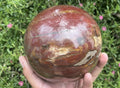 Polished XL Red Podocarpus podocarpus Petrified Wood Sphere x 1 From Mahajanga, Madagascar
