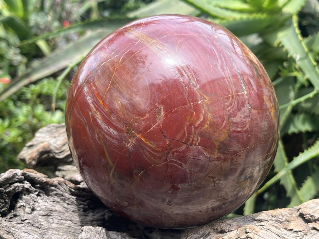 Polished XL Red Podocarpus podocarpus Petrified Wood Sphere x 1 From Mahajanga, Madagascar