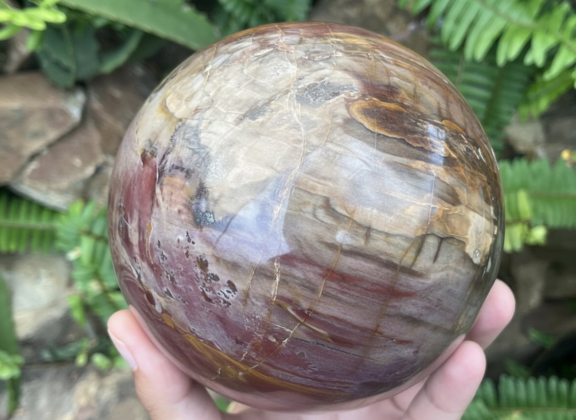 Polished XL Red Podocarpus podocarpus Petrified Wood Sphere x 1 From Mahajanga, Madagascar