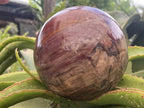 Polished XL Red Podocarpus podocarpus Petrified Wood Sphere x 1 From Mahajanga, Madagascar