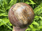 Polished XL Red Podocarpus podocarpus Petrified Wood Sphere x 1 From Mahajanga, Madagascar