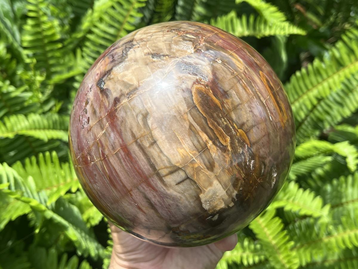 Polished XL Red Podocarpus podocarpus Petrified Wood Sphere x 1 From Mahajanga, Madagascar