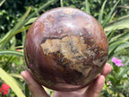 Polished XL Red Podocarpus podocarpus Petrified Wood Sphere x 1 From Mahajanga, Madagascar