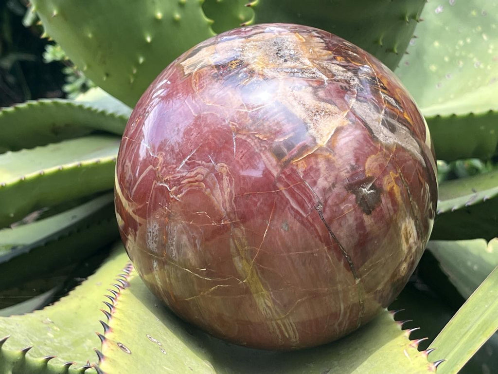 Polished XL Red Podocarpus podocarpus Petrified Wood Sphere x 1 From Mahajanga, Madagascar