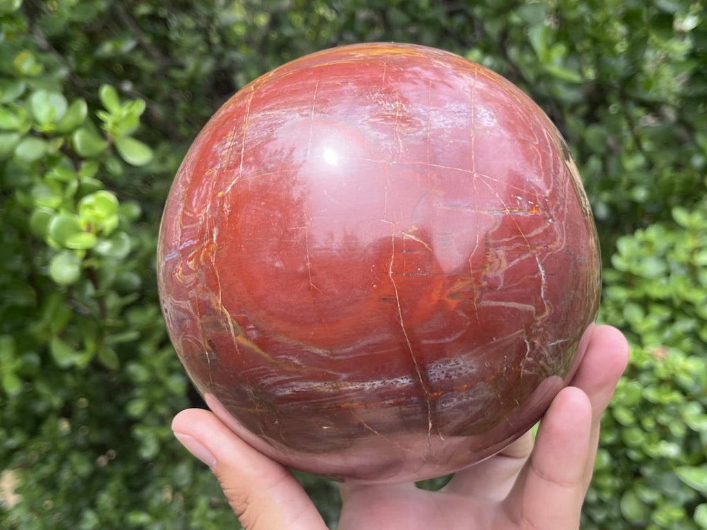 Polished XL Red Podocarpus podocarpus Petrified Wood Sphere x 1 From Mahajanga, Madagascar
