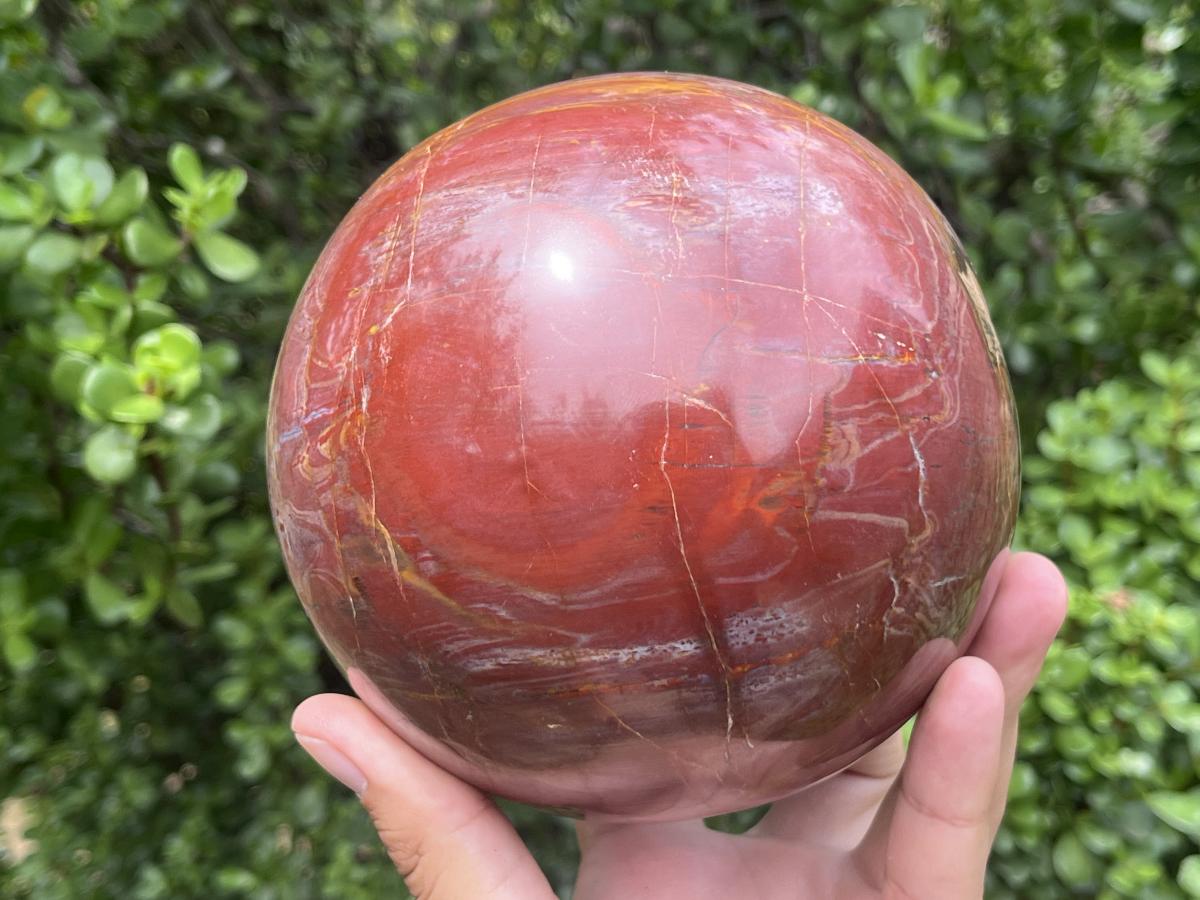 Polished XL Red Podocarpus podocarpus Petrified Wood Sphere x 1 From Mahajanga, Madagascar