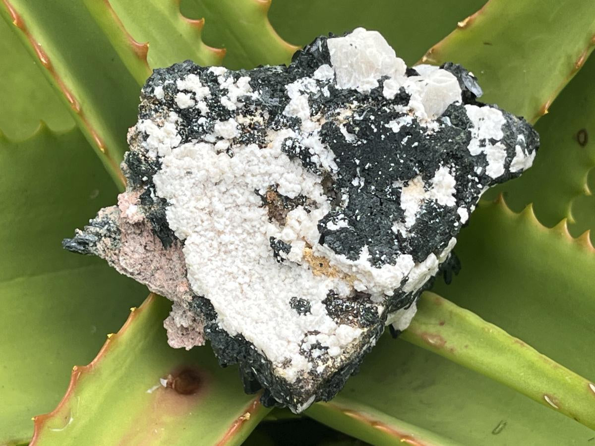 Natural Aegirine Crystals on White Orthoclase with Zircon and Arfvedsonite Crystals x 1 From Zomba, Malawi