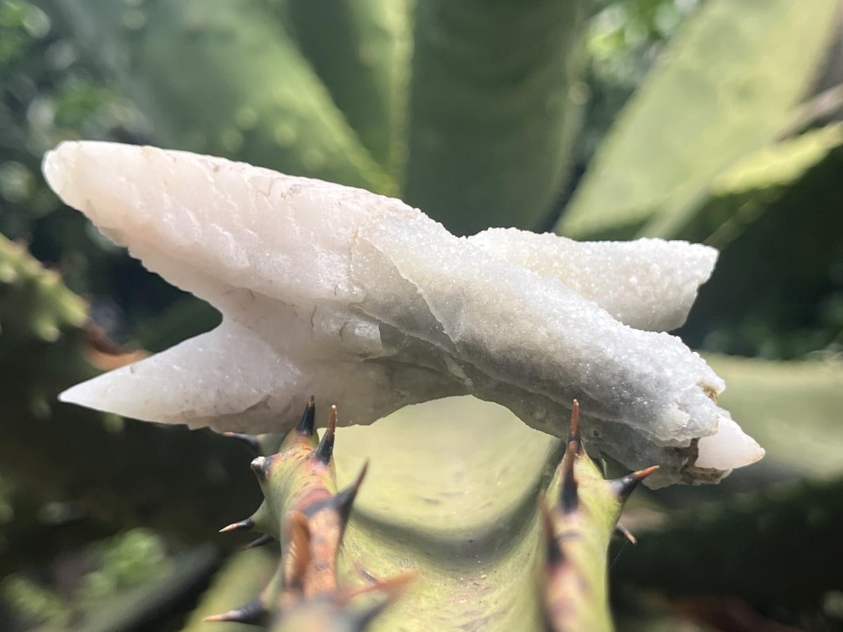 Natural Twin Spearhead Calcite Crossed Cluster x 1 From Albert's Mountain, Lesotho