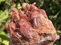 Natural Red Hematite Quartz Cluster x 1 From Orange River, South Africa