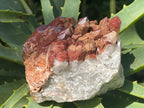 Natural Red Hematite Quartz Cluster x 1 From Orange River, South Africa