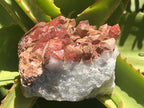 Natural Red Hematite Quartz Cluster x 1 From Orange River, South Africa