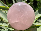 Polished Gemmy Star Rose Quartz Sphere x 1 From Ambatondrazaka, Madagascar