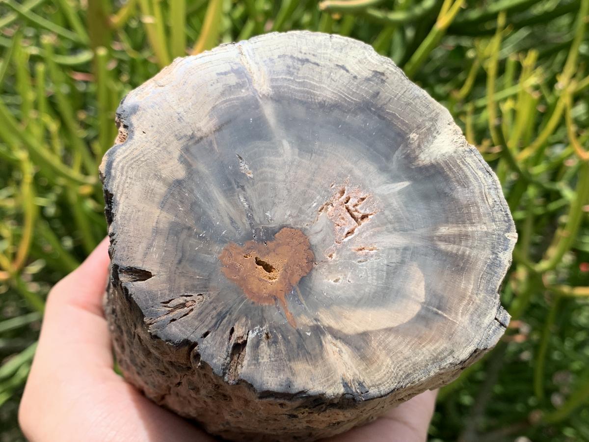 Polished On One Side Dadoxylon Petrified Wood Branch x 1 From Gokwe, Zimbabwe