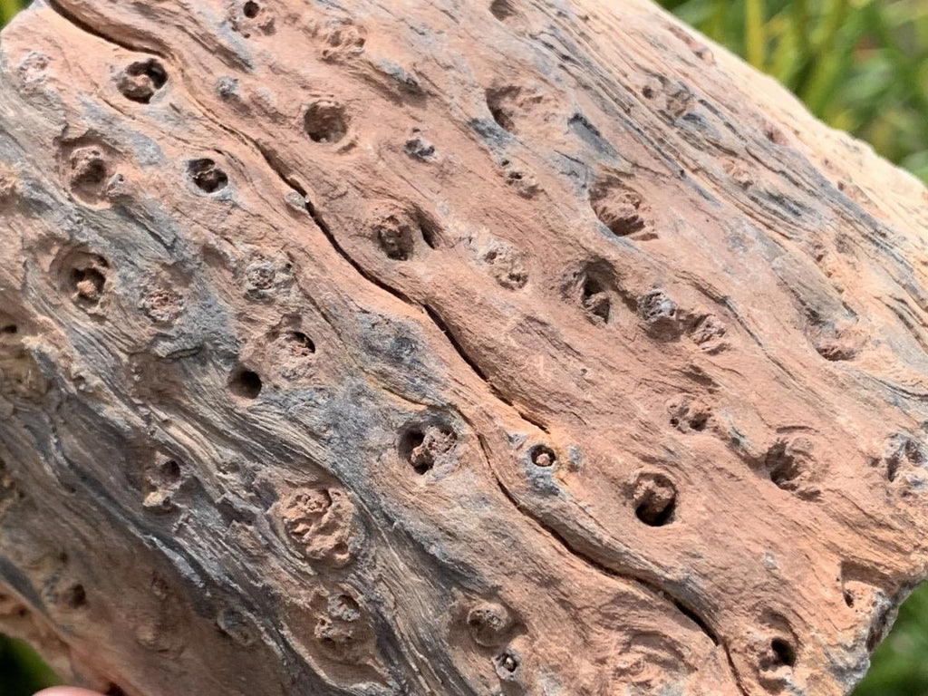 Polished On One Side Dadoxylon Petrified Wood Branch x 1 From Gokwe, Zimbabwe