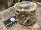 Polished On One Side Dadoxylon Petrified Wood Branch x 1 From Gokwe, Zimbabwe
