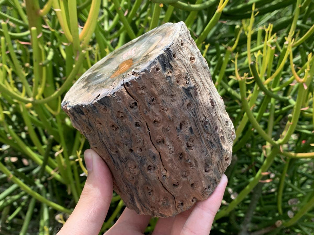 Polished On One Side Dadoxylon Petrified Wood Branch x 1 From Gokwe, Zimbabwe