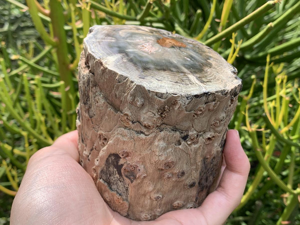 Polished On One Side Dadoxylon Petrified Wood Branch x 1 From Gokwe, Zimbabwe