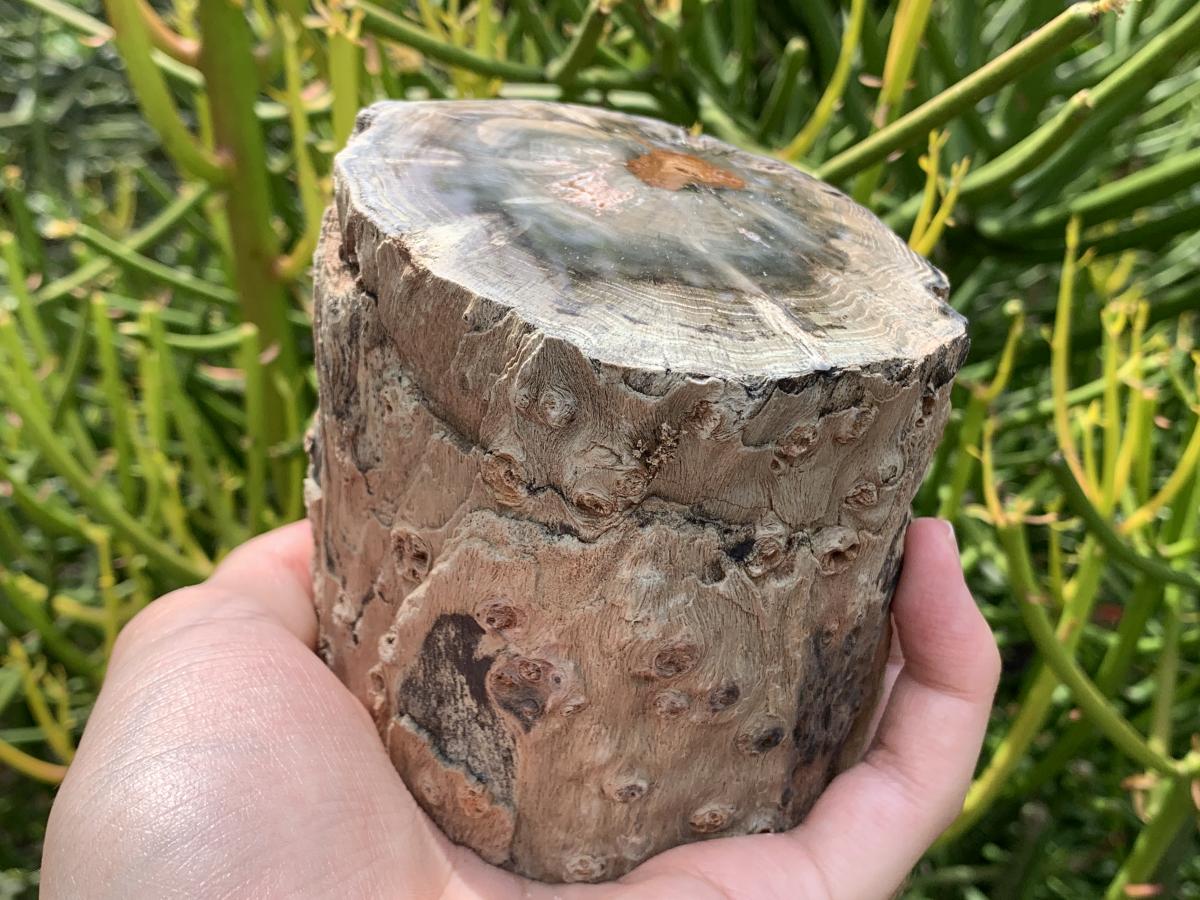 Polished On One Side Dadoxylon Petrified Wood Branch x 1 From Gokwe, Zimbabwe