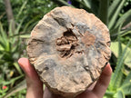 Polished On One Side Dadoxylon Petrified Wood Branch x 1 From Gokwe, Zimbabwe