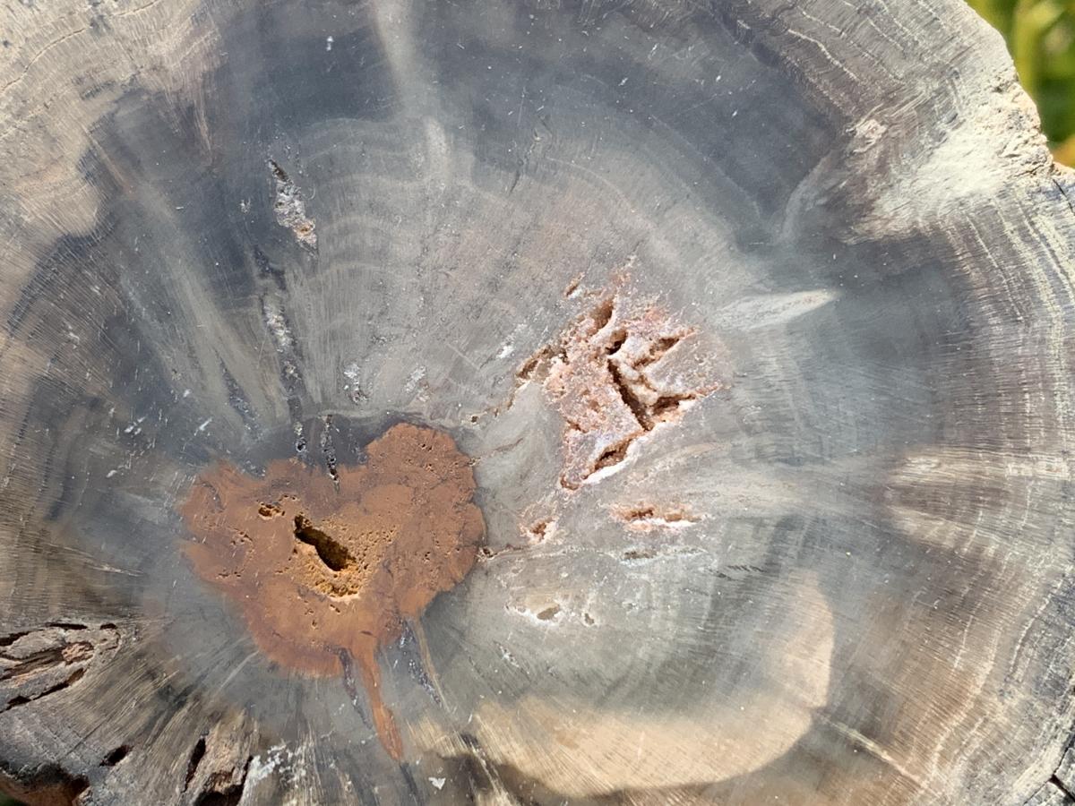 Polished On One Side Dadoxylon Petrified Wood Branch x 1 From Gokwe, Zimbabwe