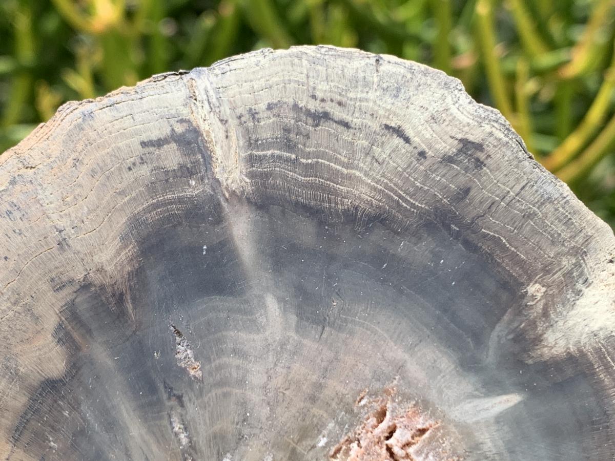 Polished On One Side Dadoxylon Petrified Wood Branch x 1 From Gokwe, Zimbabwe