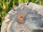 Polished On One Side Dadoxylon Petrified Wood Branch x 1 From Gokwe, Zimbabwe