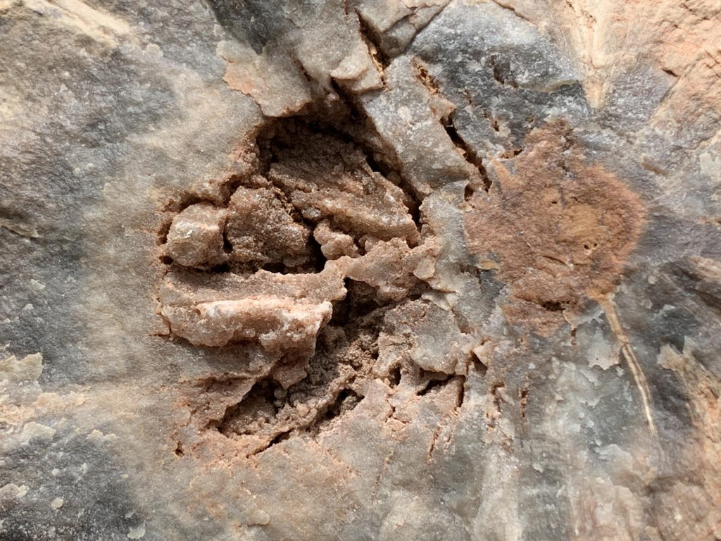 Polished On One Side Dadoxylon Petrified Wood Branch x 1 From Gokwe, Zimbabwe