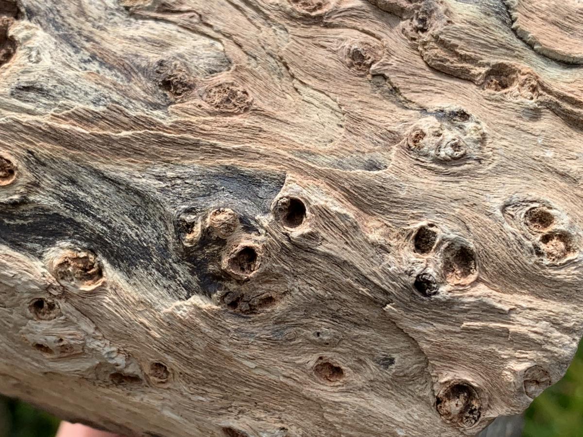 Polished On One Side Dadoxylon Petrified Wood Branch x 1 From Gokwe, Zimbabwe