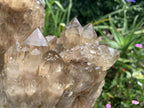 Natural Smokey Citrine Cascading Phantom Crystal Cluster x 1 From Luena, Congo