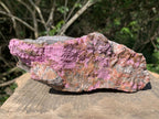 Natural Large Pink Cobaltion Dolomite Salrose Specimen x 1 From Kakanda, Congo