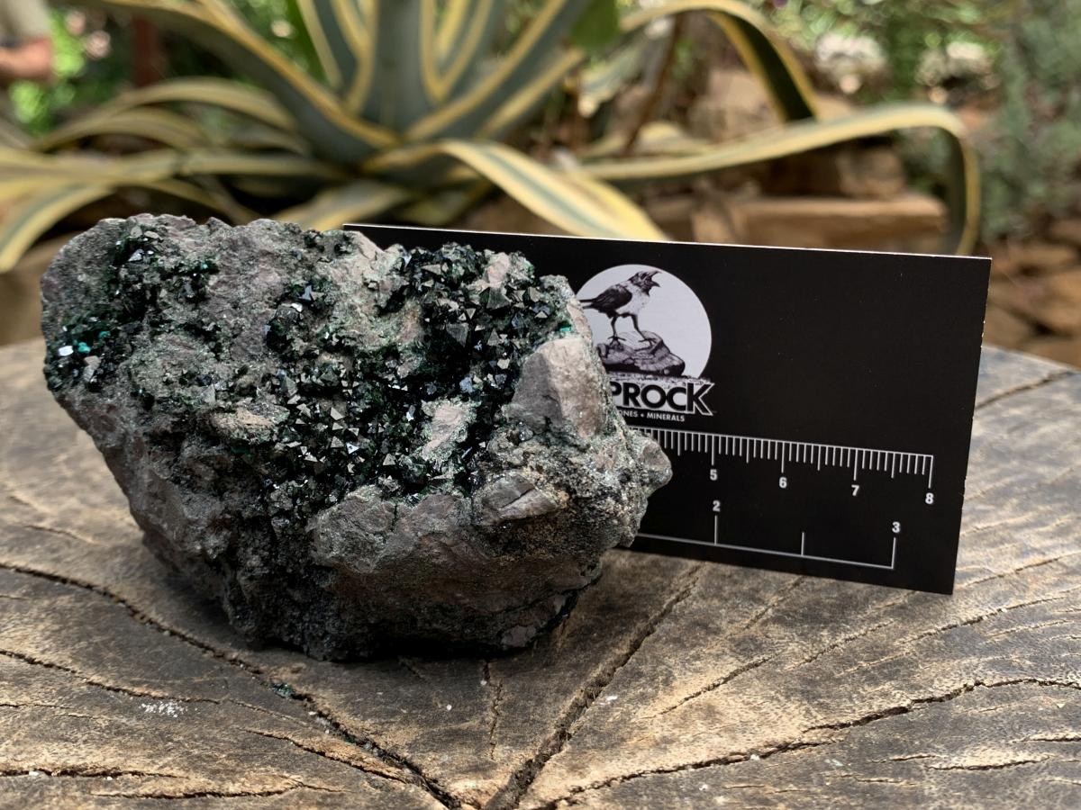 Natural Super Rare Libethenite Specimen x 1 From Shituru Mine, Congo