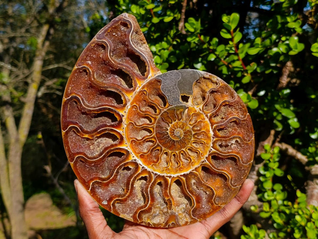 Polished Ammolite Opalized Cleoniceras Ammonite Fossil Half x 1 From Tulear, Madagascar