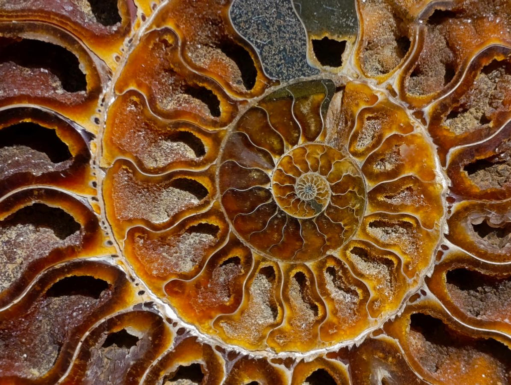 Polished Ammolite Opalized Cleoniceras Ammonite Fossil Half x 1 From Tulear, Madagascar