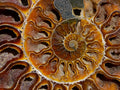 Polished Ammolite Opalized Cleoniceras Ammonite Fossil Half x 1 From Tulear, Madagascar