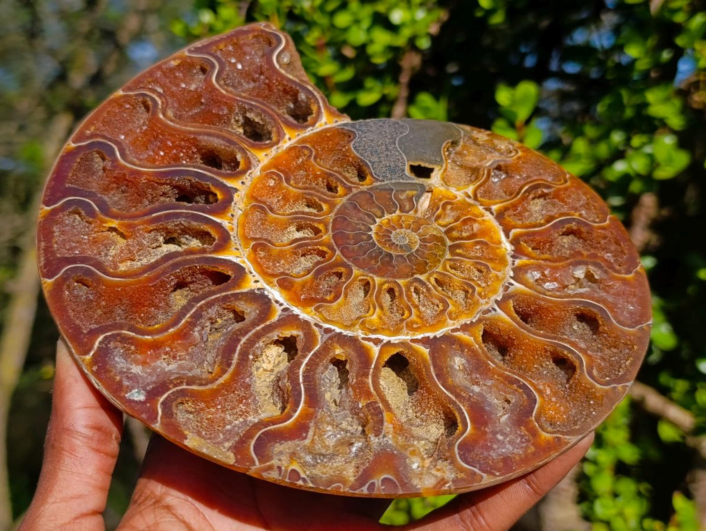 Polished Ammolite Opalized Cleoniceras Ammonite Fossil Half x 1 From Tulear, Madagascar