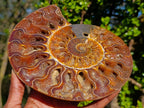 Polished Ammolite Opalized Cleoniceras Ammonite Fossil Half x 1 From Tulear, Madagascar