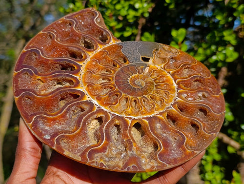 Polished Ammolite Opalized Cleoniceras Ammonite Fossil Half x 1 From Tulear, Madagascar
