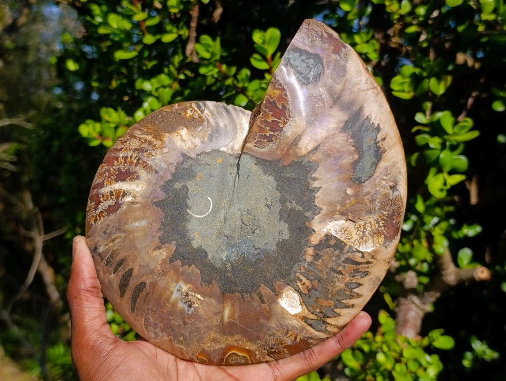 Polished Ammolite Opalized Cleoniceras Ammonite Fossil Half x 1 From Tulear, Madagascar