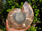 Polished Ammolite Opalized Cleoniceras Ammonite Fossil Half x 1 From Tulear, Madagascar