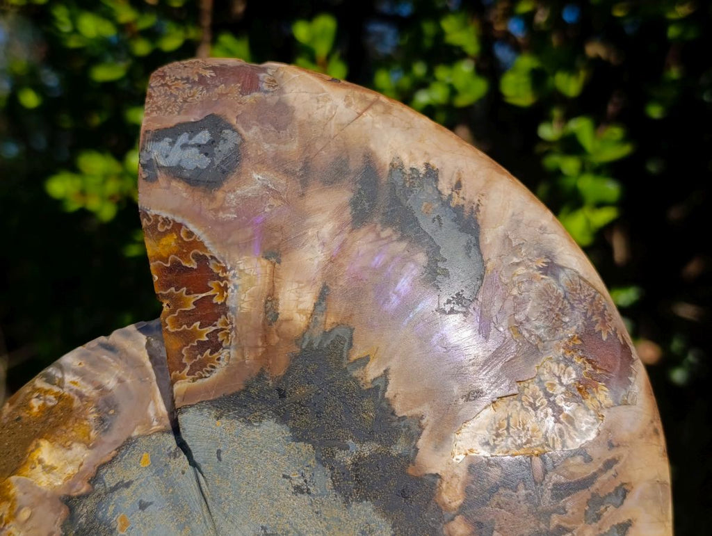 Polished Ammolite Opalized Cleoniceras Ammonite Fossil Half x 1 From Tulear, Madagascar