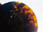 Polished Ammolite Opalized Cleoniceras Ammonite Fossil Half x 1 From Tulear, Madagascar