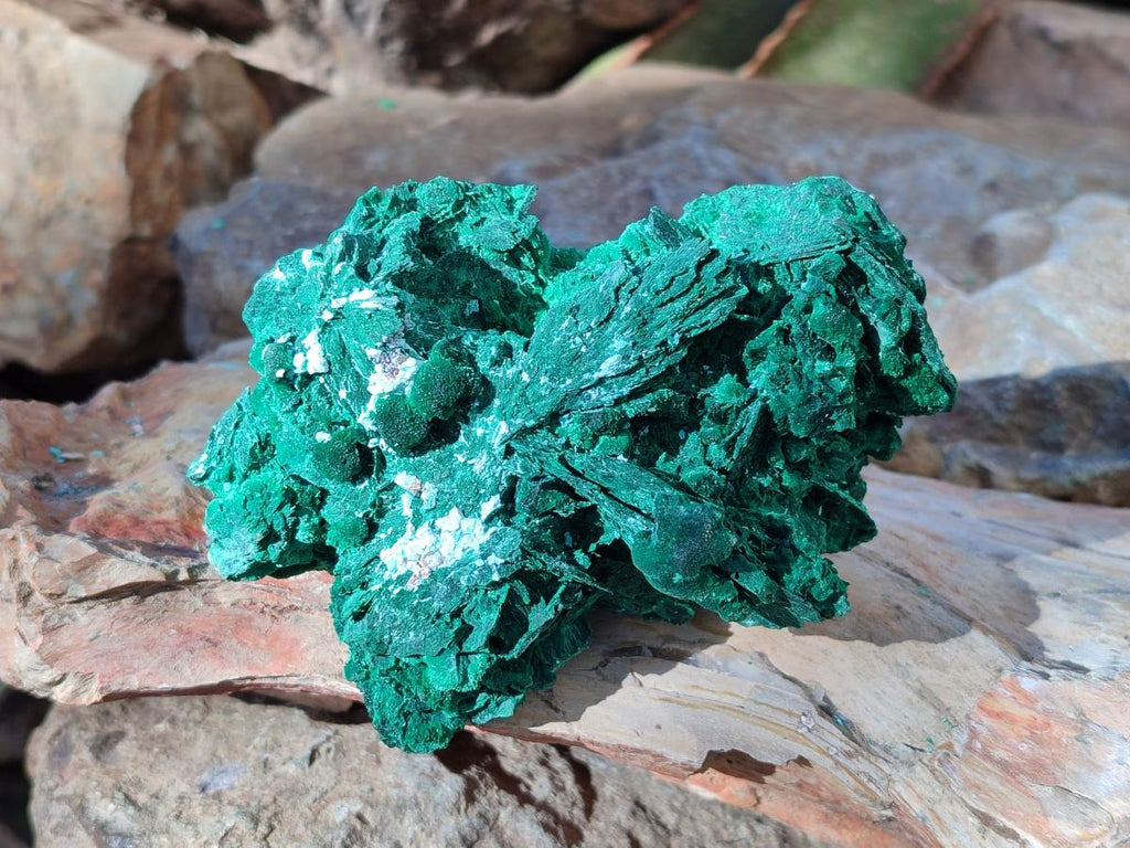 Natural Cabinet Size Bladed Malachite Pseudomorph after Azurite Specimen x 1 From Kolwezi, Congo