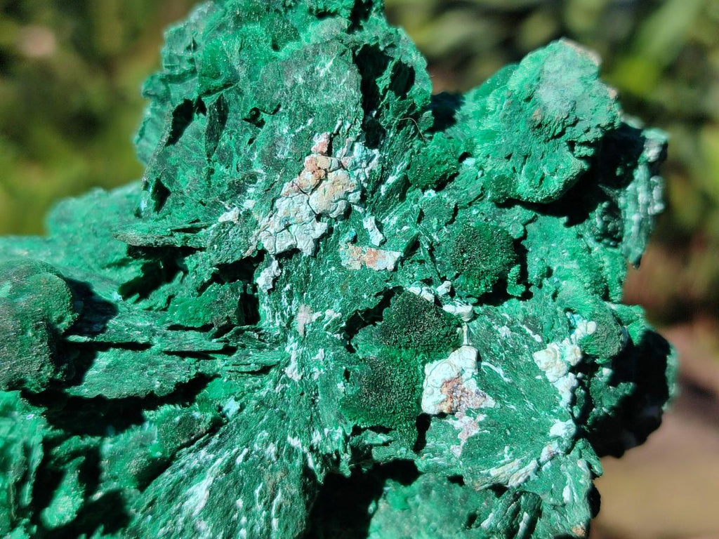 Natural Cabinet Size Bladed Malachite Pseudomorph after Azurite Specimen x 1 From Kolwezi, Congo