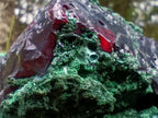 Natural Large Red Cuprite and Silky Malachite Specimen x 1 From Mashamba West, Congo