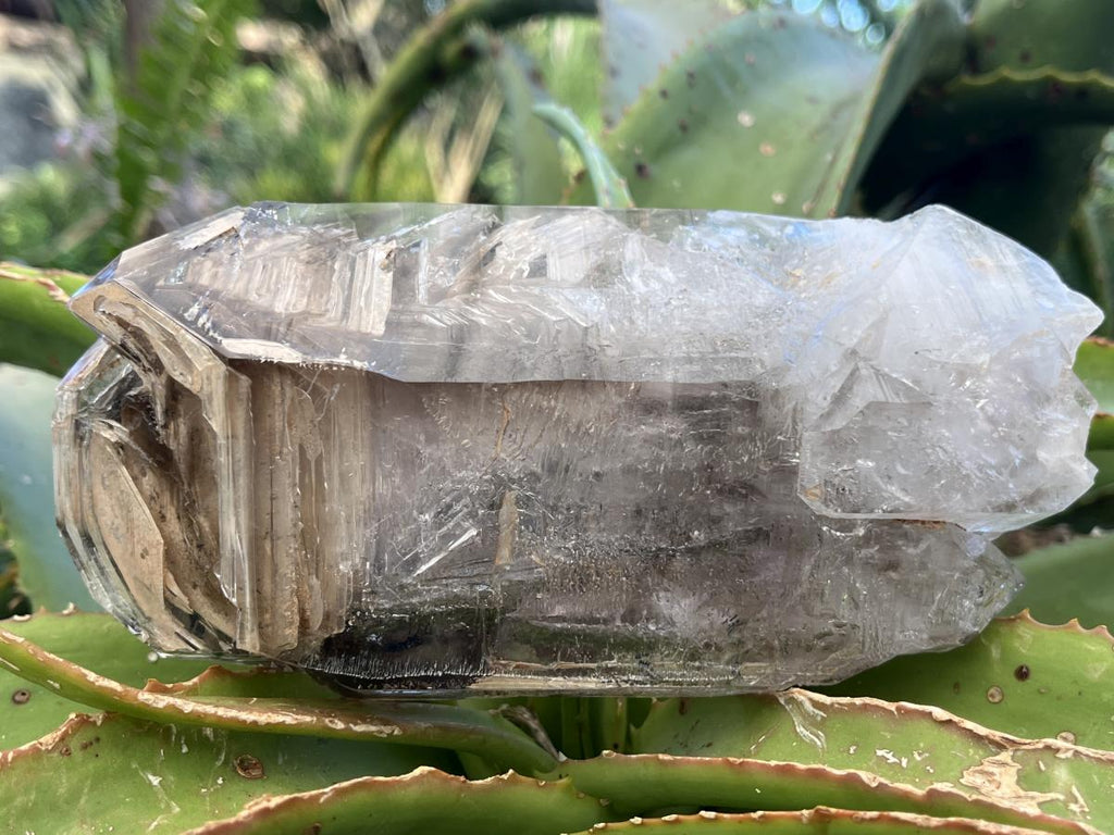 Natural XL Smokey Window Quartz Double Enhydro Crystal x 1 From Brandberg, Namibia