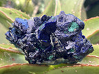 Natural Ultra Rare Large Azurite Crystal Specimen x 1 From Tsumeb, Namibia