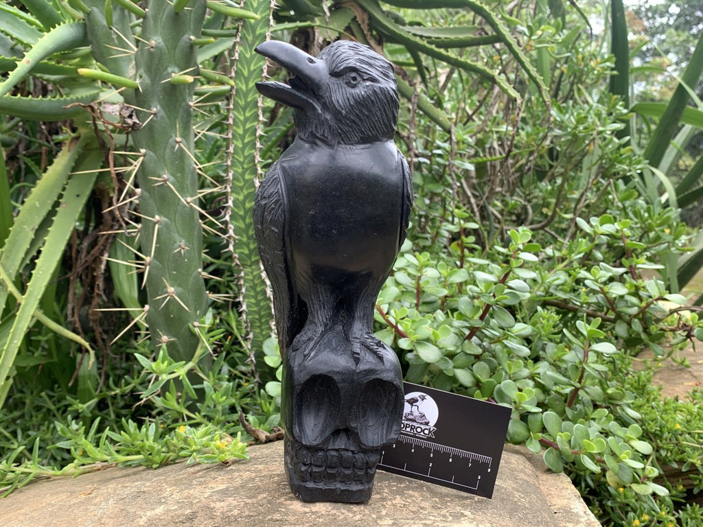 Hand Made Black Soapstone Raven on Skull Carving x 1 From Zimbabwe