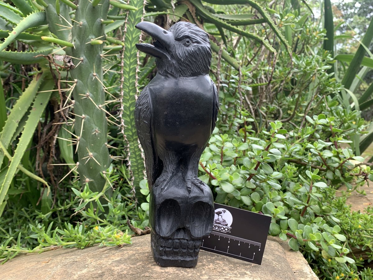 Hand Made Black Soapstone Raven on Skull Carving x 1 From Zimbabwe